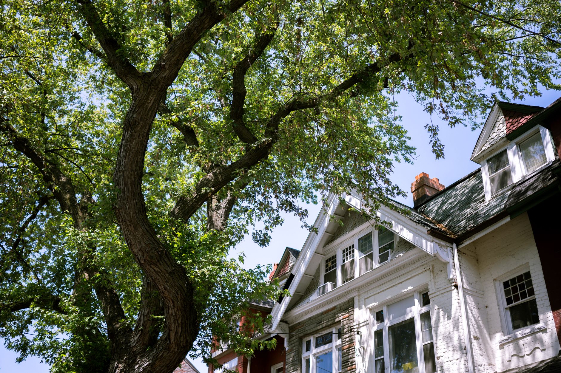 Tree Assessments