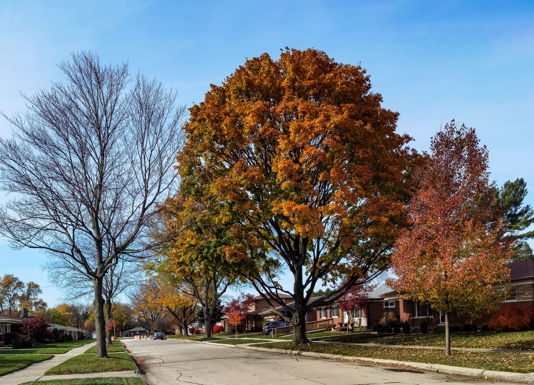 Tree Pruning
